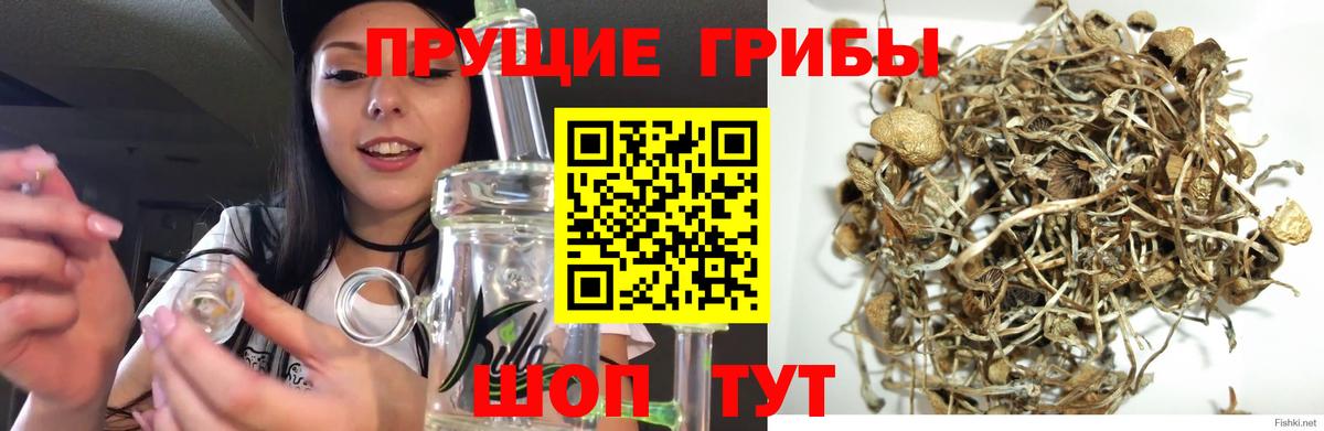 Галлюциногенные грибы GOLDEN TEACHER Великие Луки